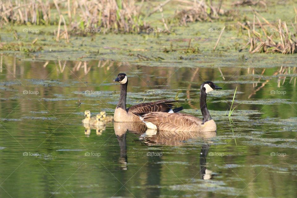 Canadian Geese family