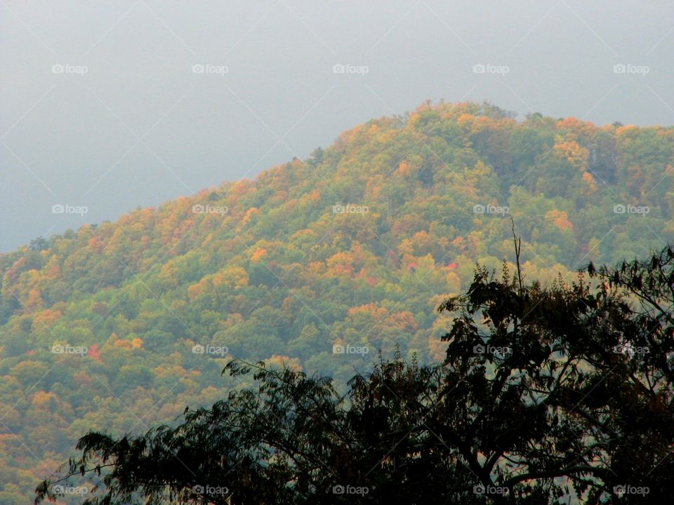 Leaves changing in the mountains