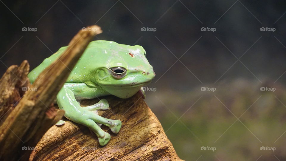 Green frog

