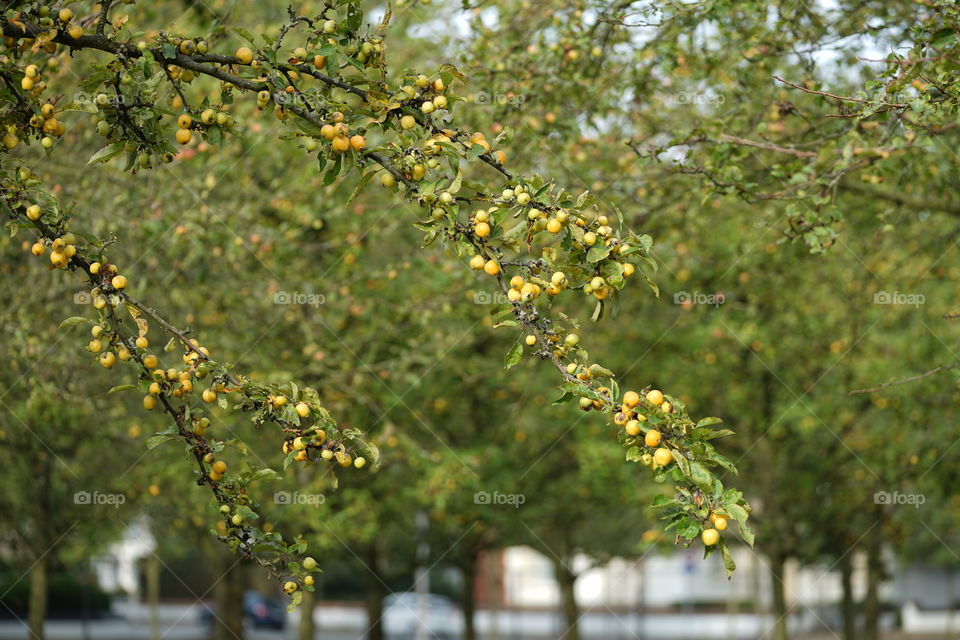 A fruit tree in a park in Antwerp