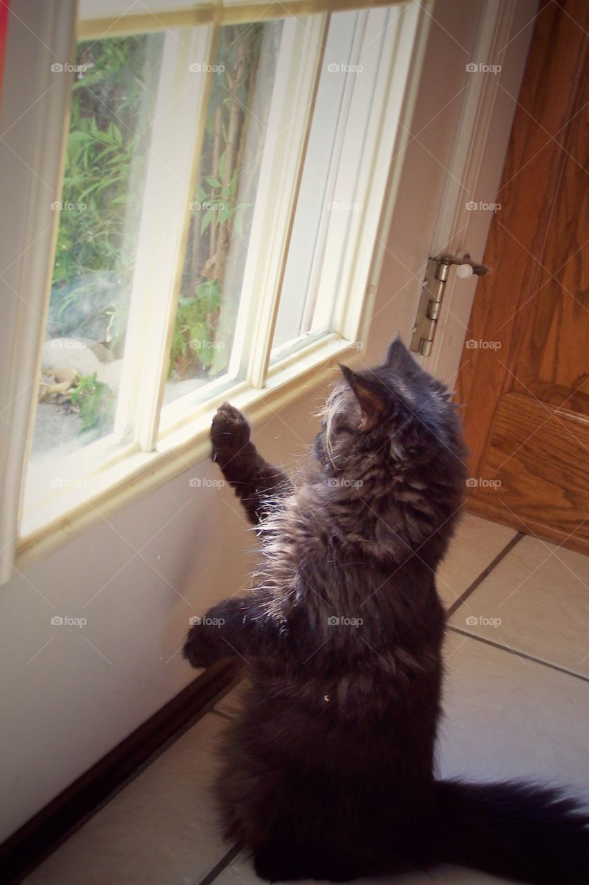 Black Persian Cat Looking Out Window