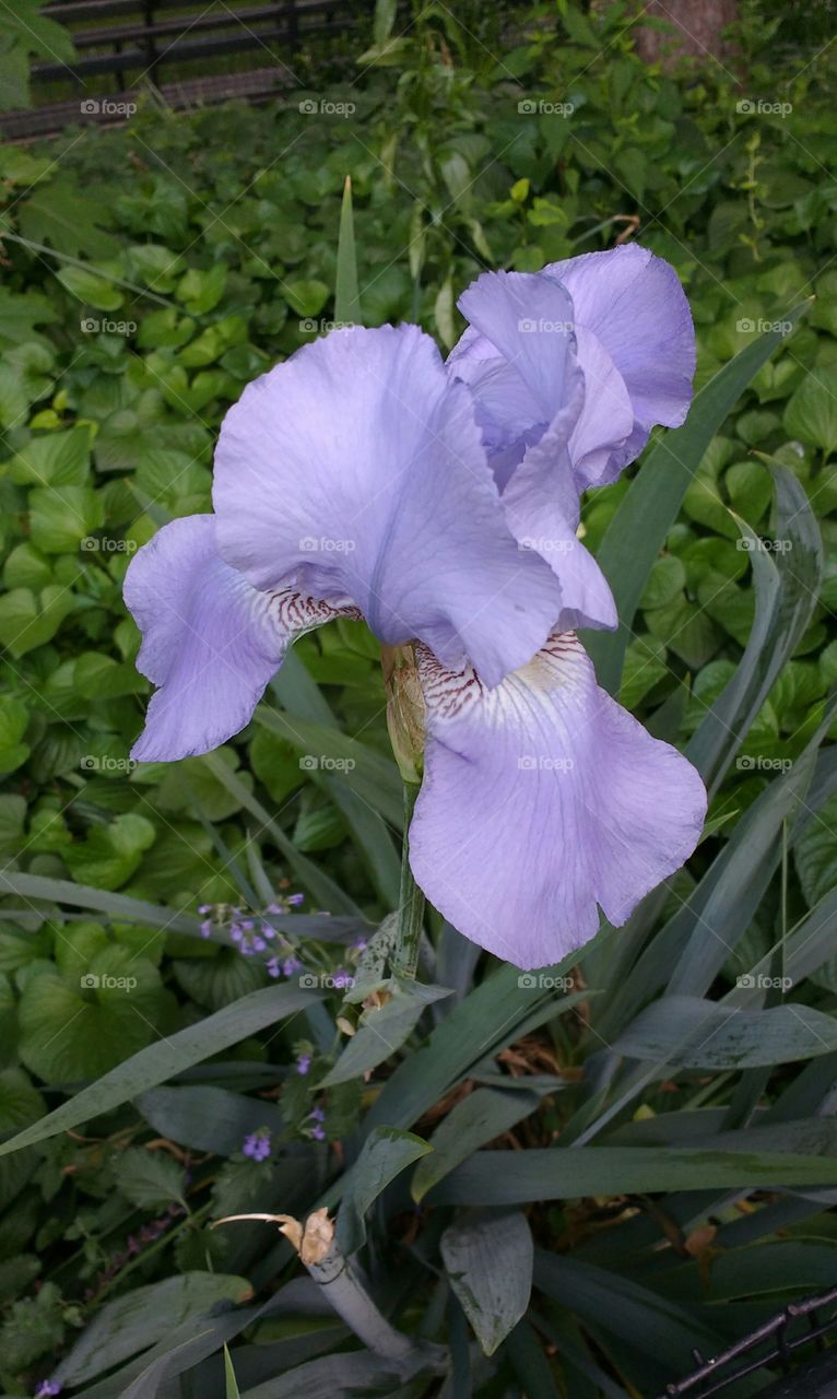 Close Up of a Spring Flower