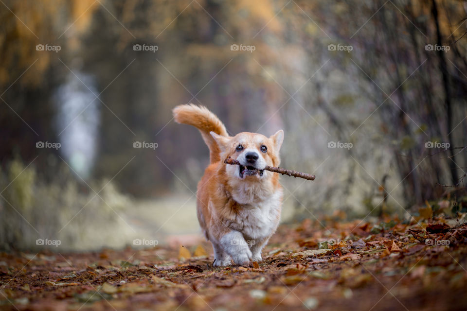 Welsh corgi pembroke in autumn park.