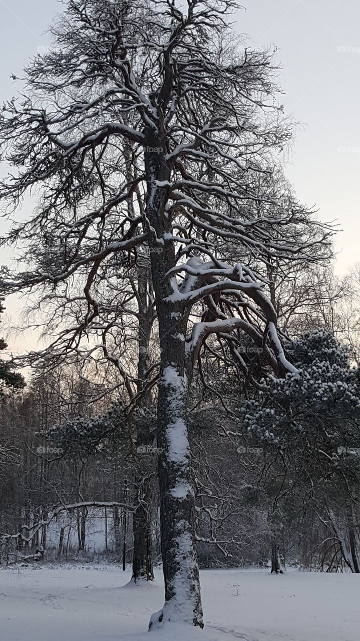 snow on tree