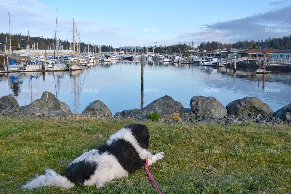 Dog at the marina