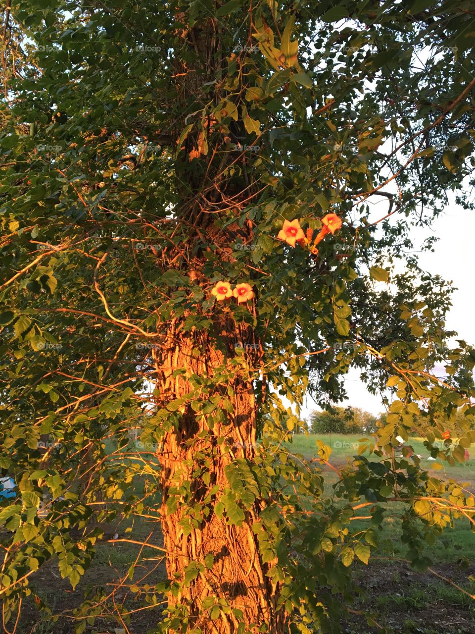 Sunset on the vine !