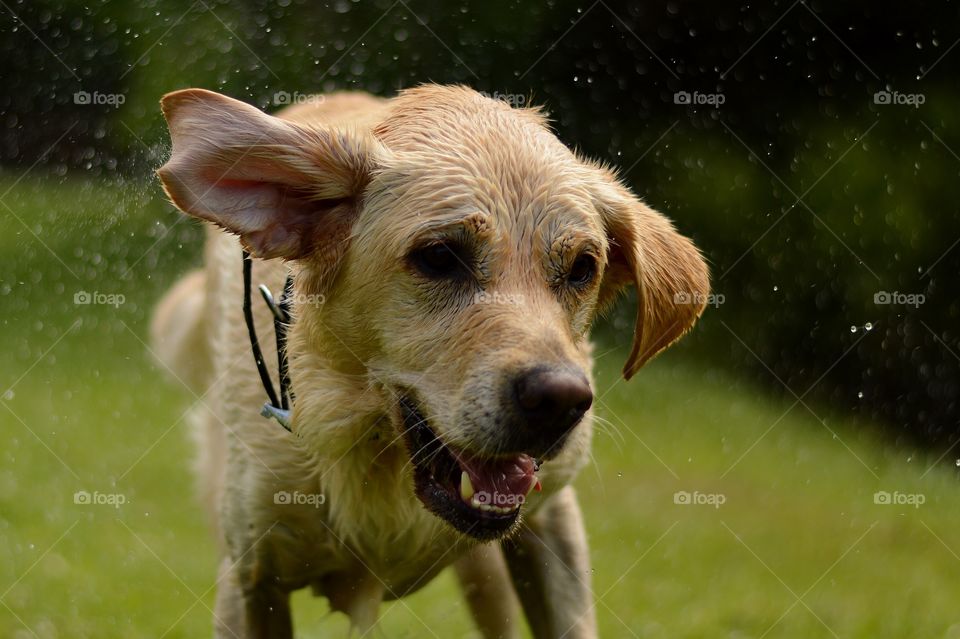 Wet dog 