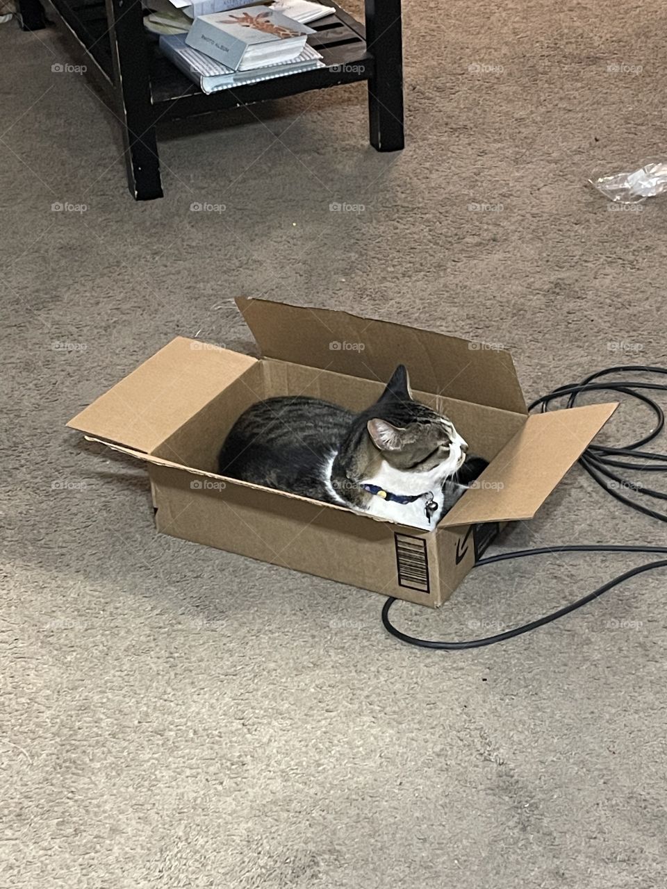 Cat n the box 