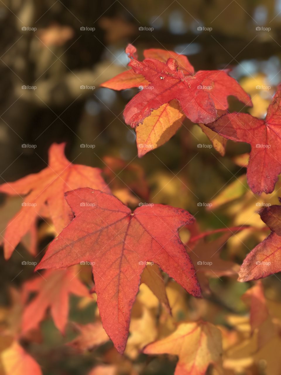 Colourful Red Autumn Leaves