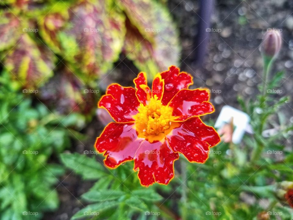 Tiny flower soaking up the rain water