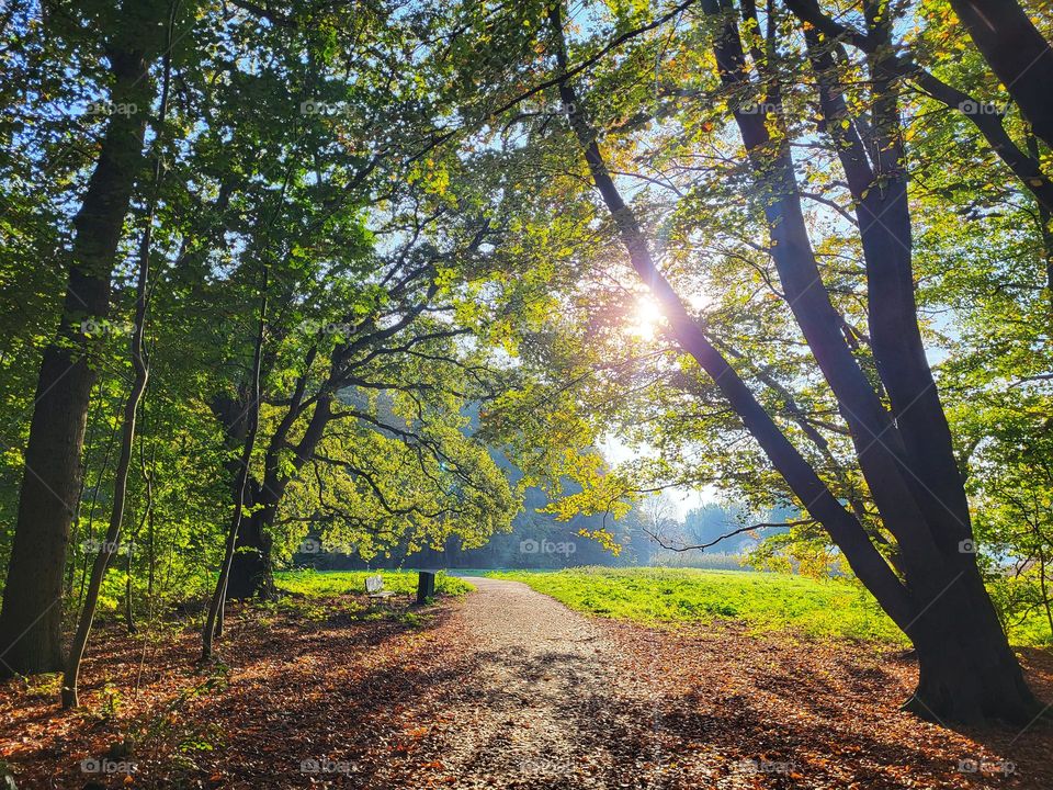 Sunshine on a autumn day in november in the wood in the Netherlands give such a beautiful view