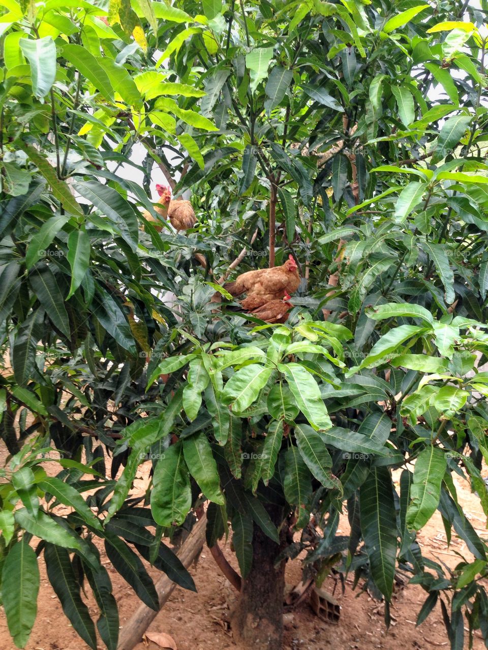 Chicken's tree