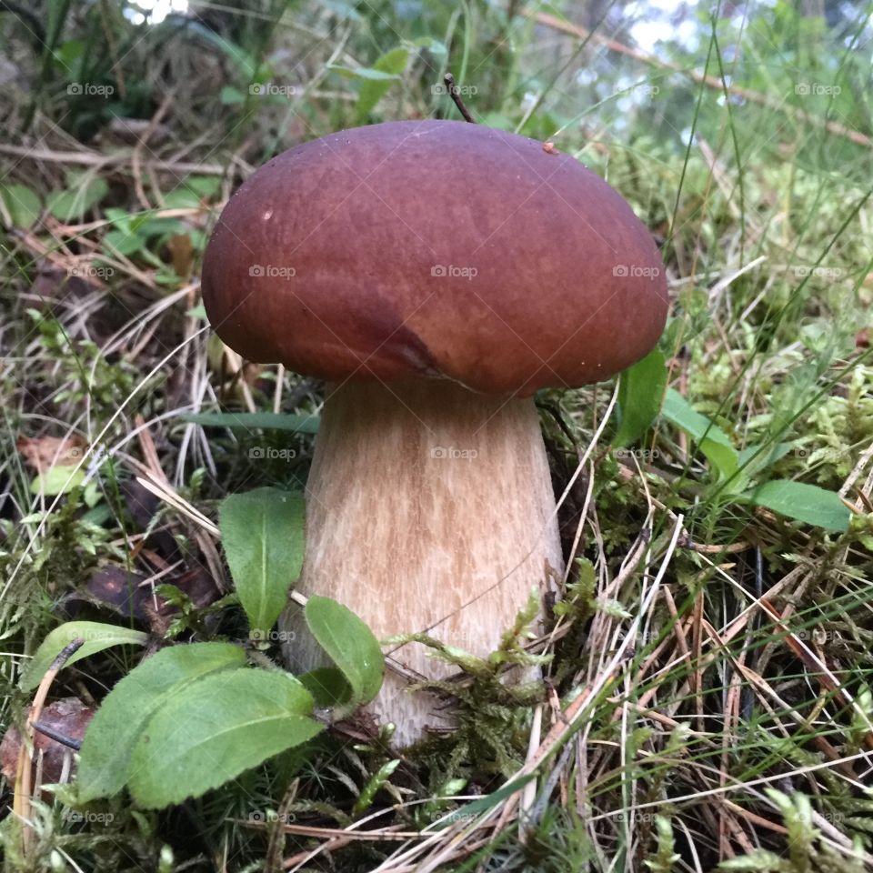 Mushroom in forest 