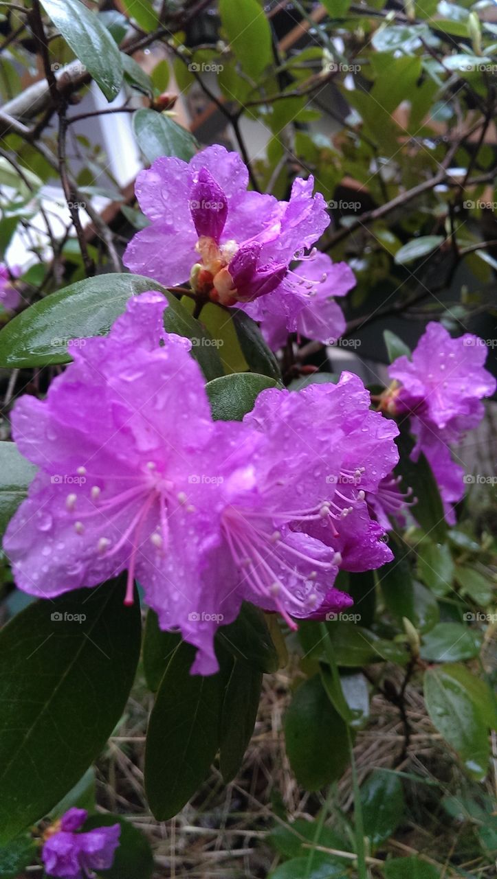 Rain drops on the flowering bush
