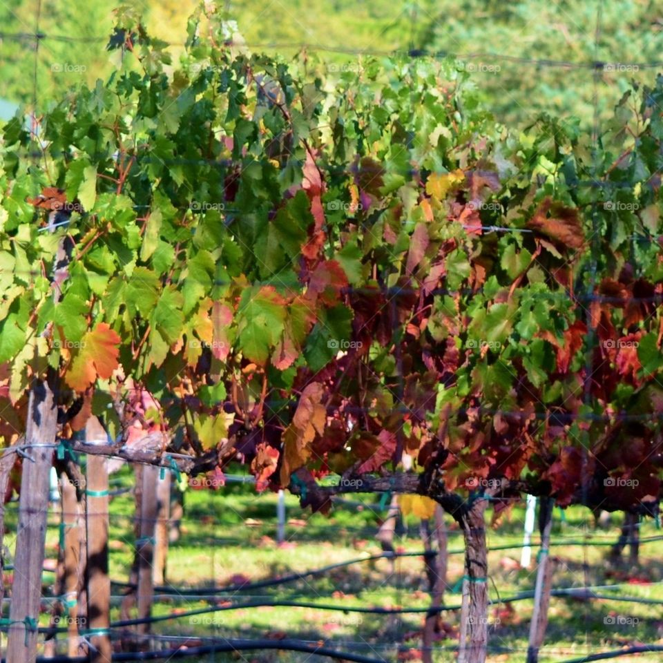 neighborhood vineyard