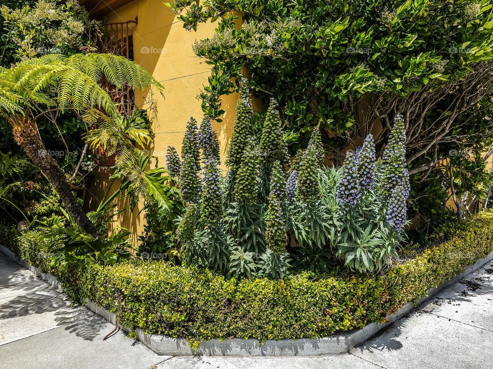 City street corner in San Francisco California blooming with spring flowers, purple pride of Madeira, palm trees against a vibrant yellow building 