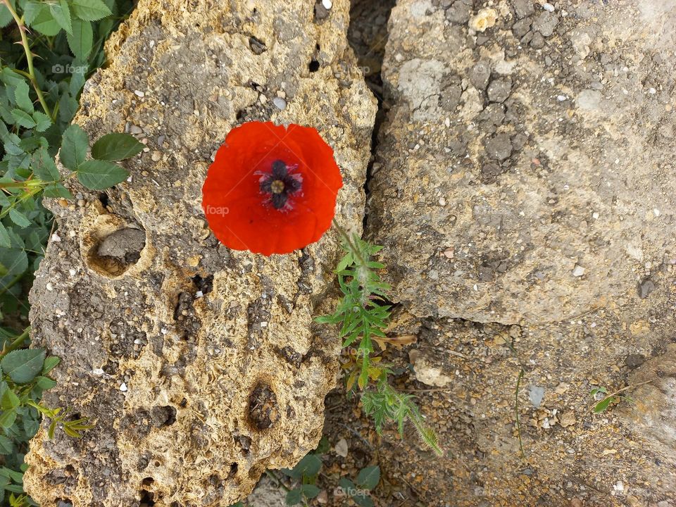 red poppy sprouted among the bricks.