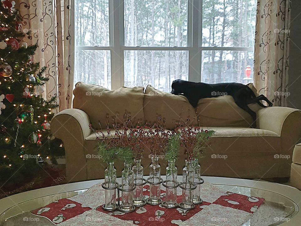 black labrador retriever laying on the couch