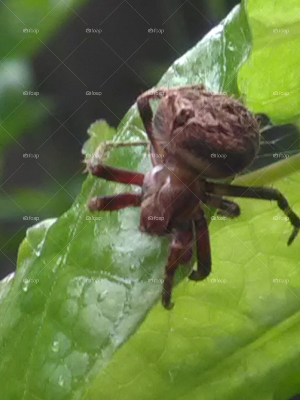 Making your house above spider plants.rainy sijan.
