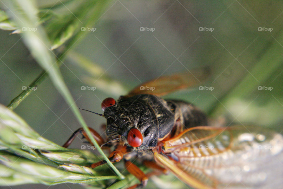 Cicada