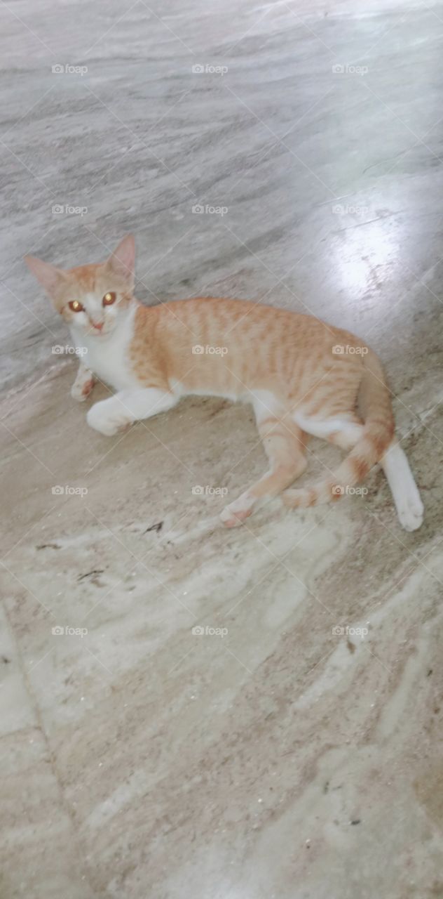 भारत के कैट