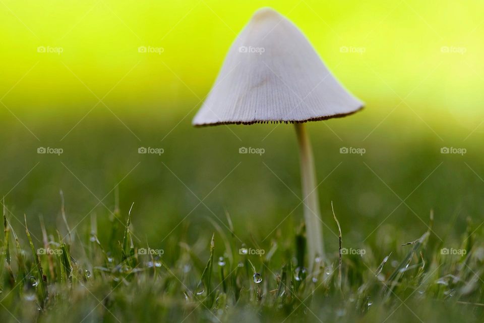 Klekner Pilz im Rasen