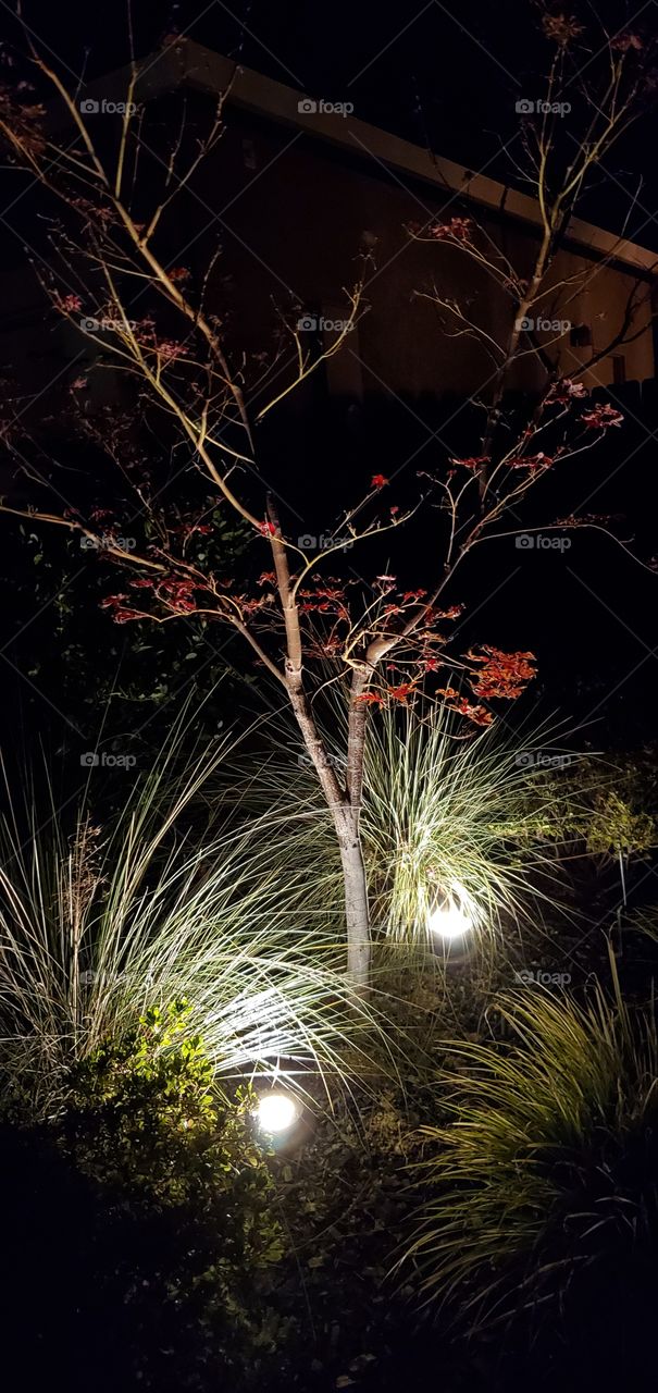 Maple tree with lighting