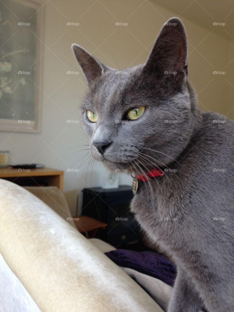 Grey cat watching
