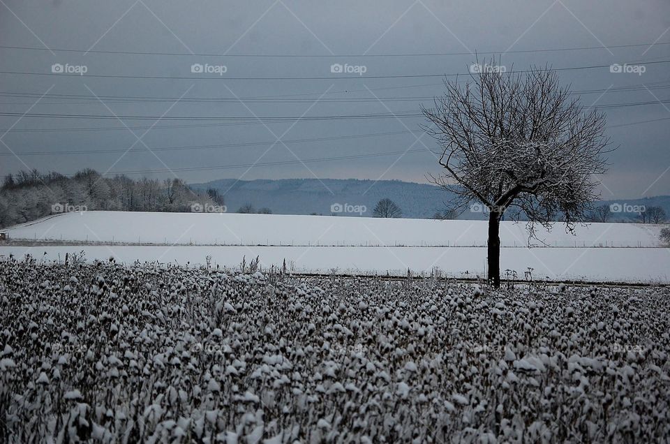 Snowy German field