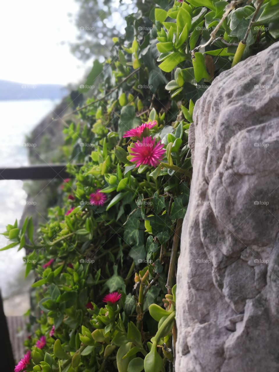 Cute Pink flowers on the rocks