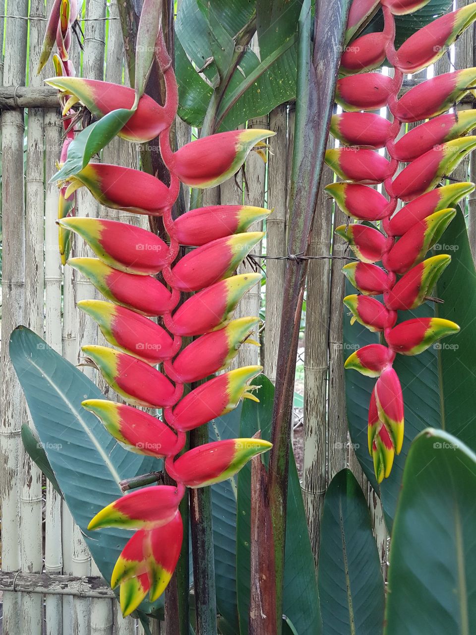Plants with strange but beautiful flowers.