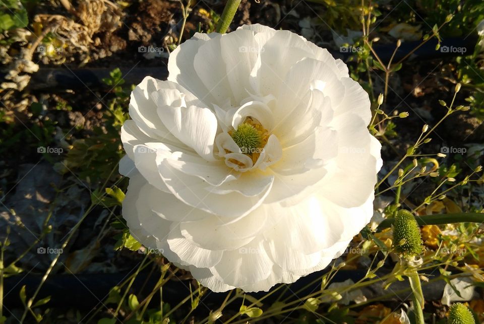 Beautiful White Flower