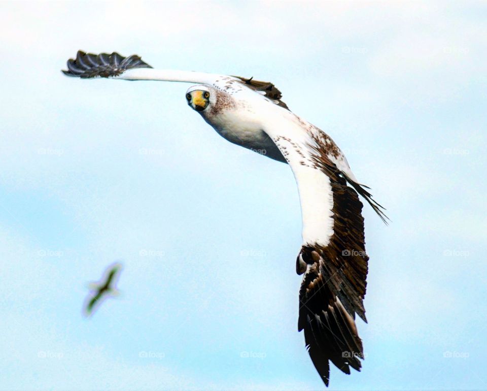 Seabird Masked Booby flying over the ocean.