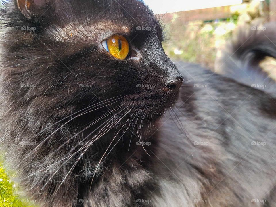 Fluffy Maine coon Black Smoke coat cat with stunning Yellow Amber eyes.
