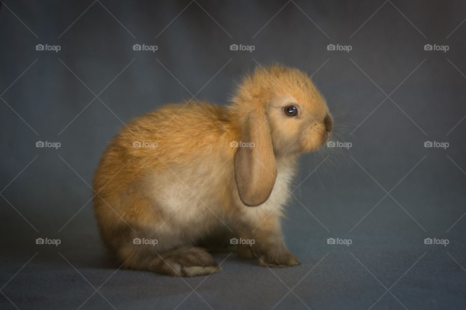 Orange Torte Holland Lop