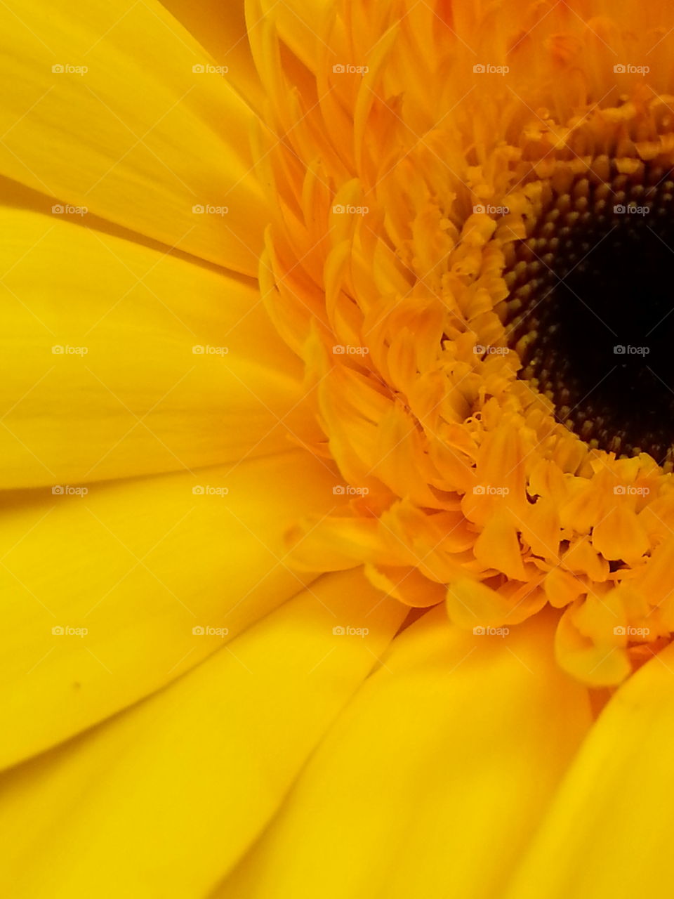 Yellow Gerbera