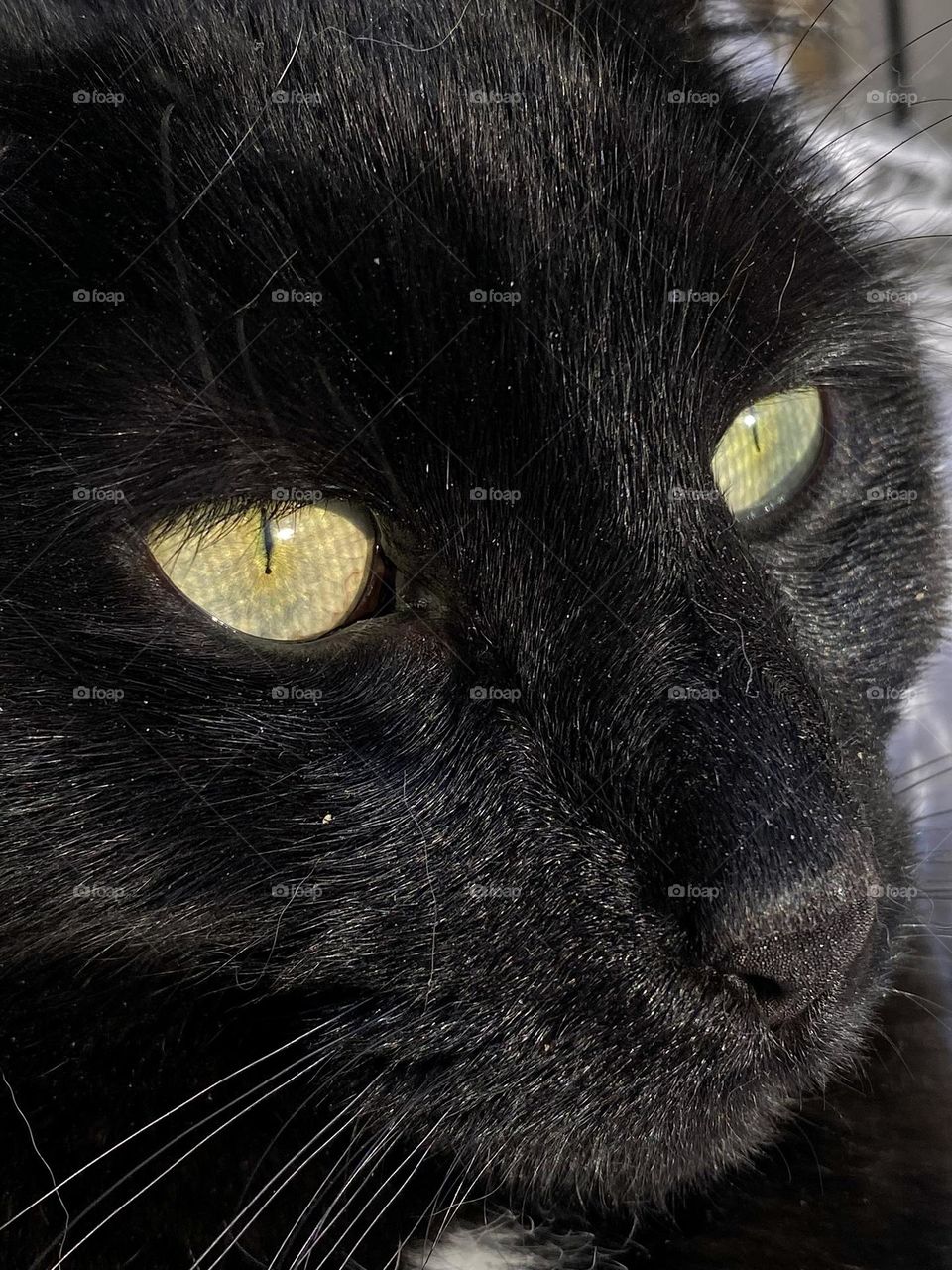A black cat with the reflection of the window screen in her eyes