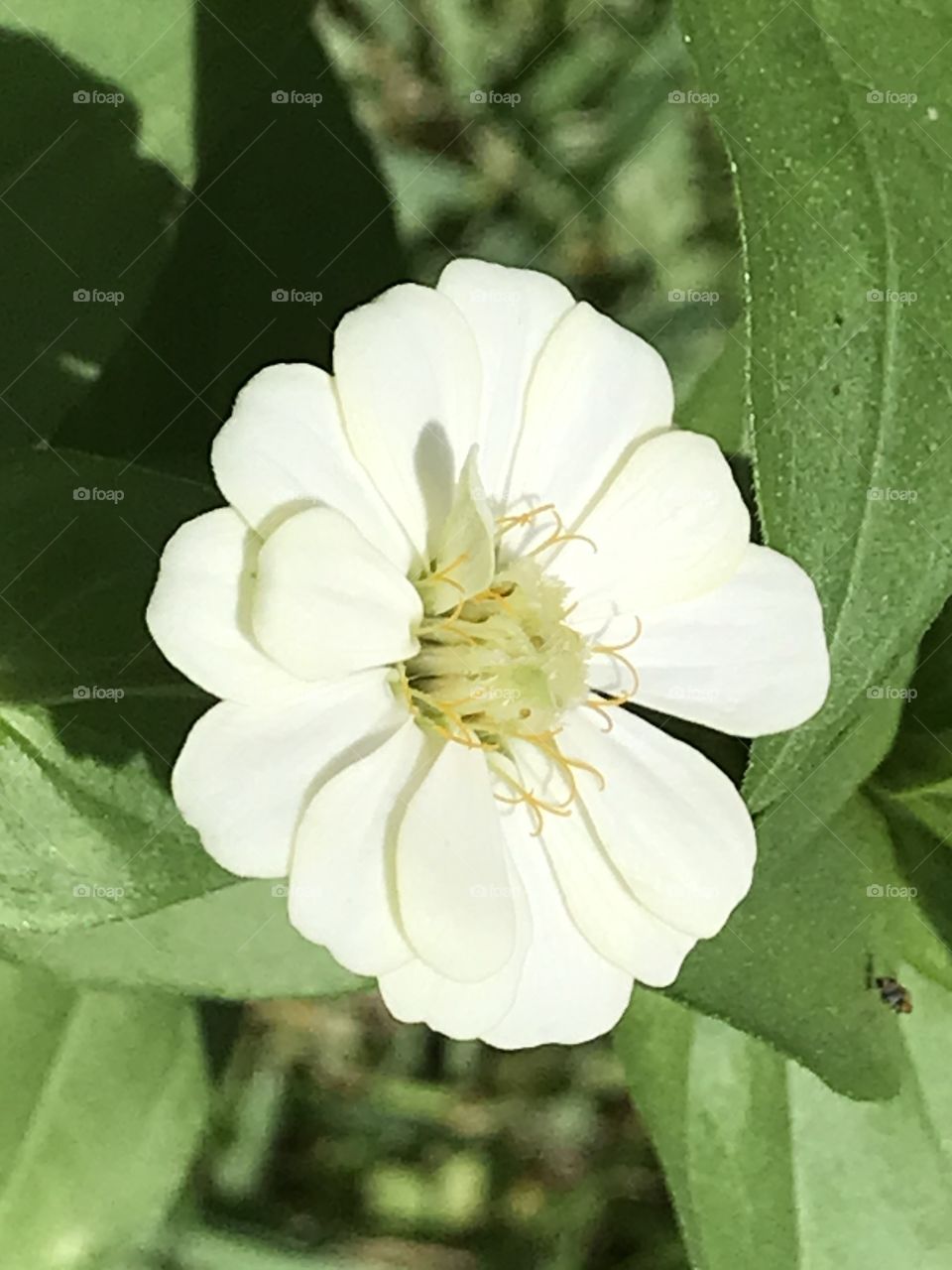 White Flower