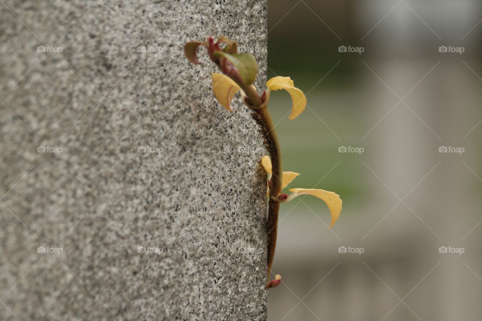 yellow flower autumn stone by nader_esk