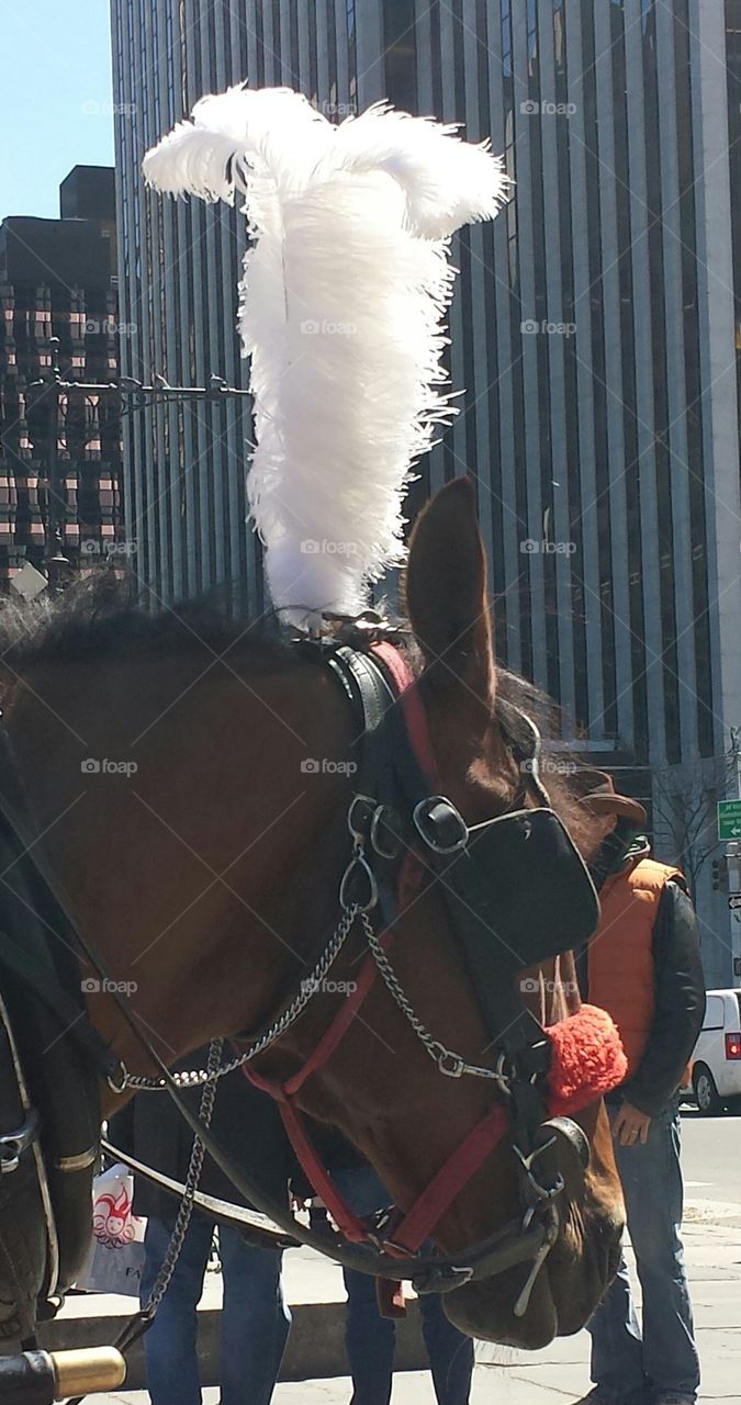 NYC HORSE DRAWN CARRIAGE