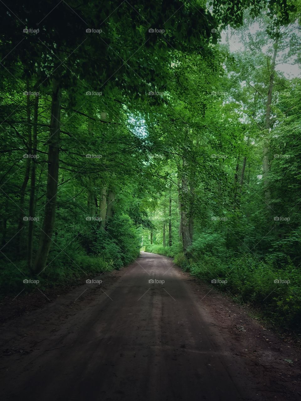 Forest road