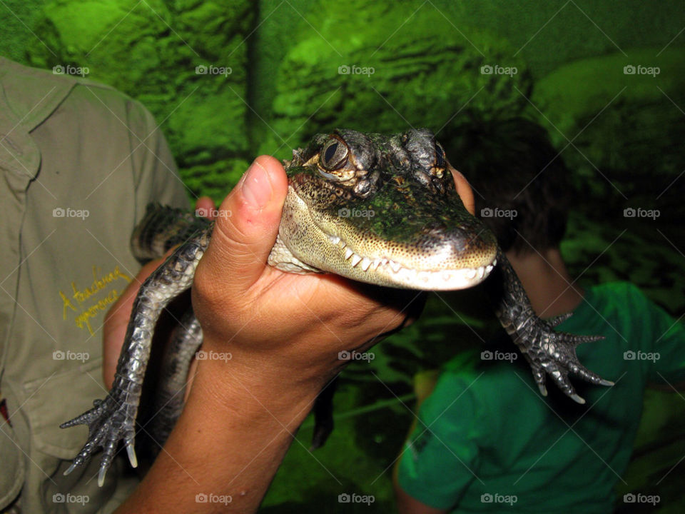 hand crocodile danger dangerous by splicanka