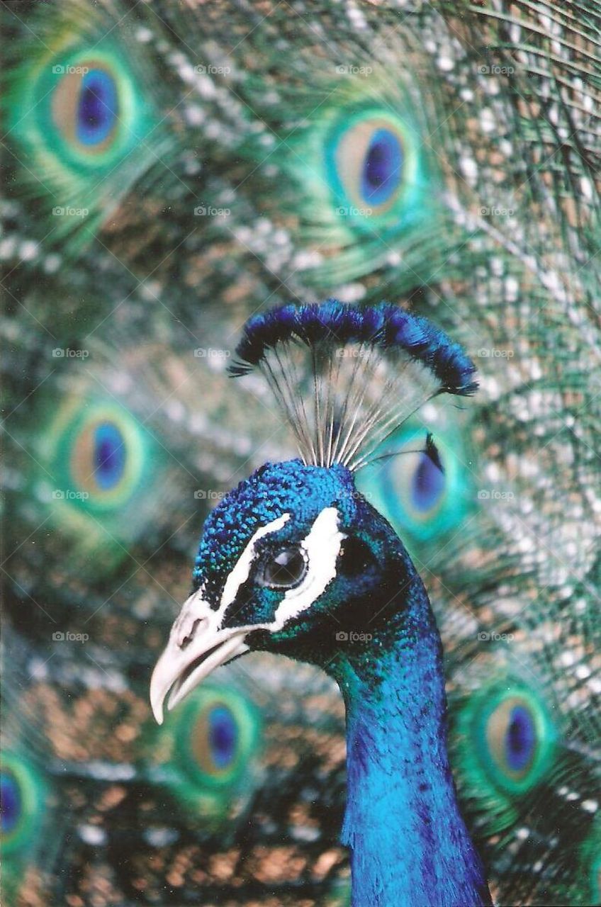 Peacock with feather spread background