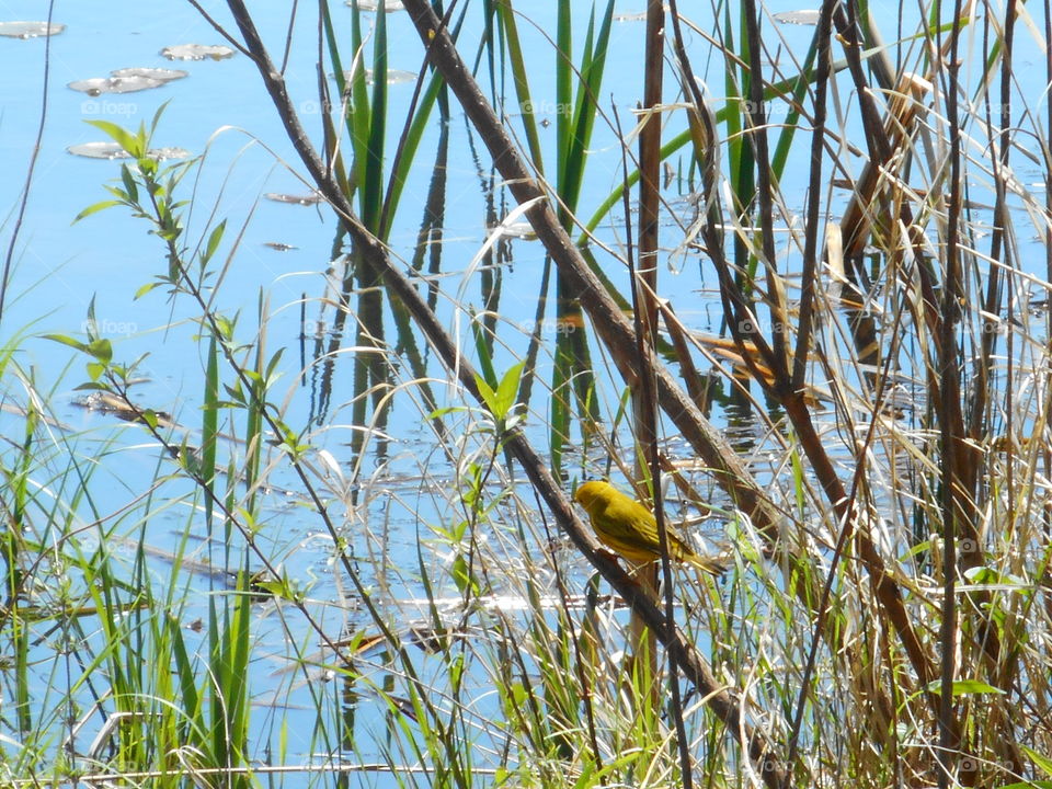 Reed, Nature, Outdoors, Cattail, Environment
