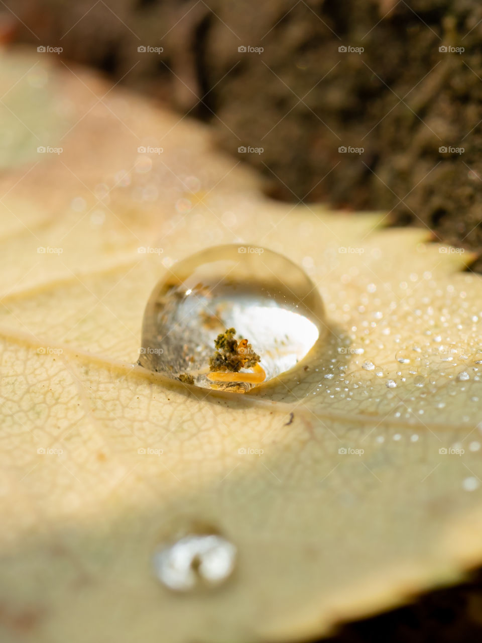 Larva in dews