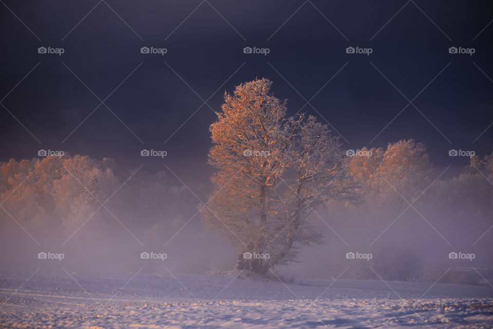 winter trees