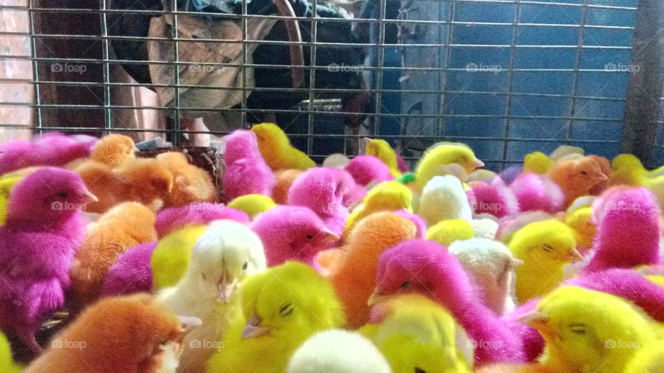 color full  chicks