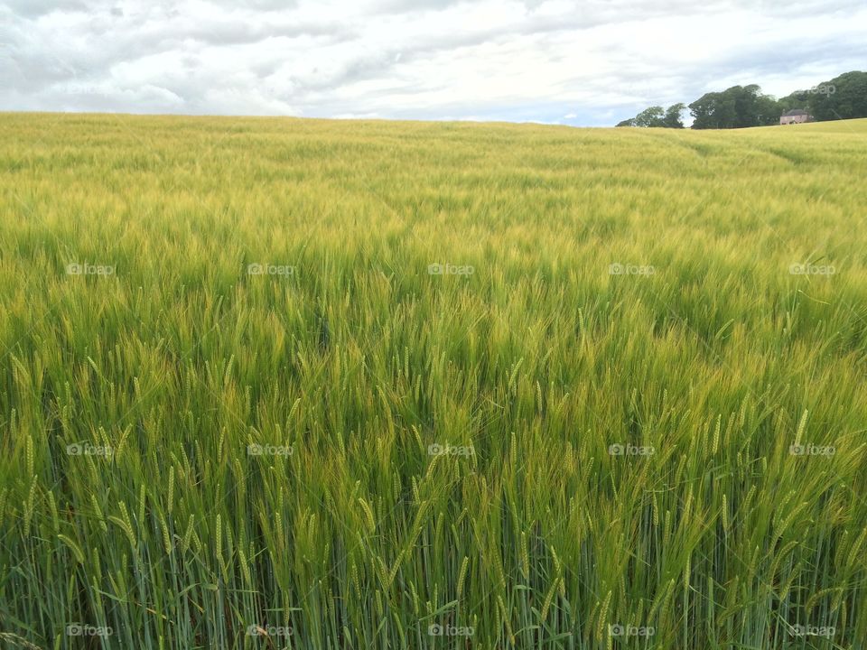 Cereal, Wheat, Rural, Pasture, Field