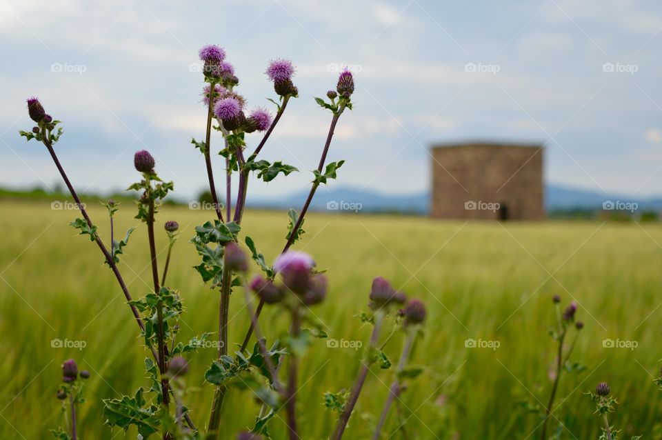 Close-up of blooming thistles