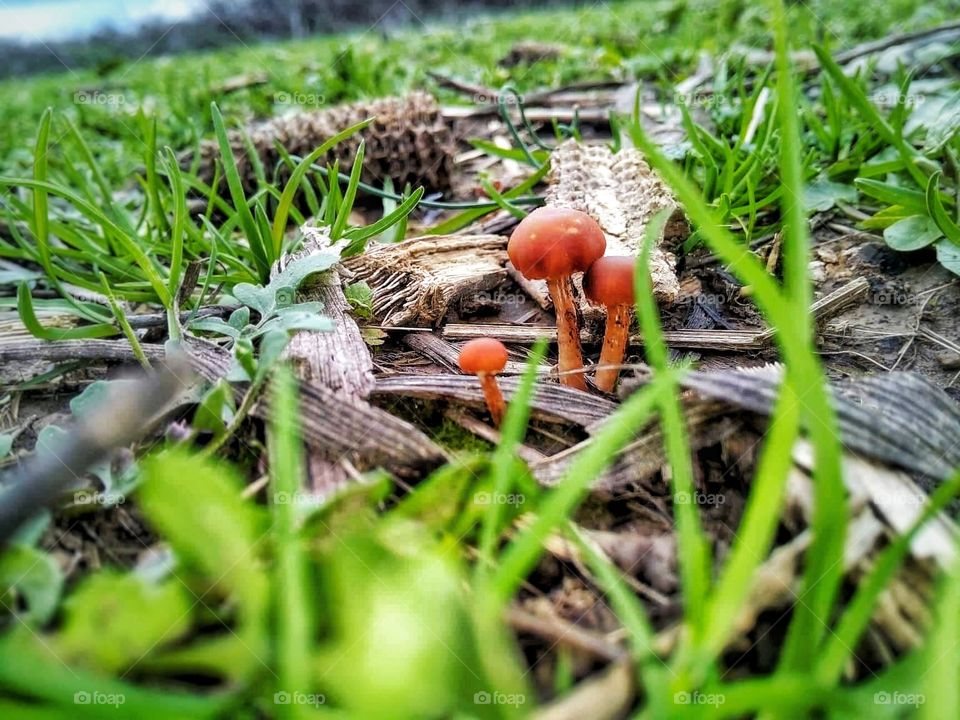 Tiny Mushrooms.